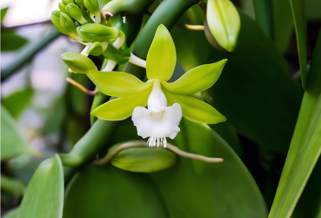 Vanilla