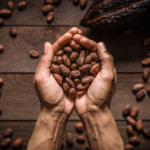 Why Are Organic Cocoa Beans Important?