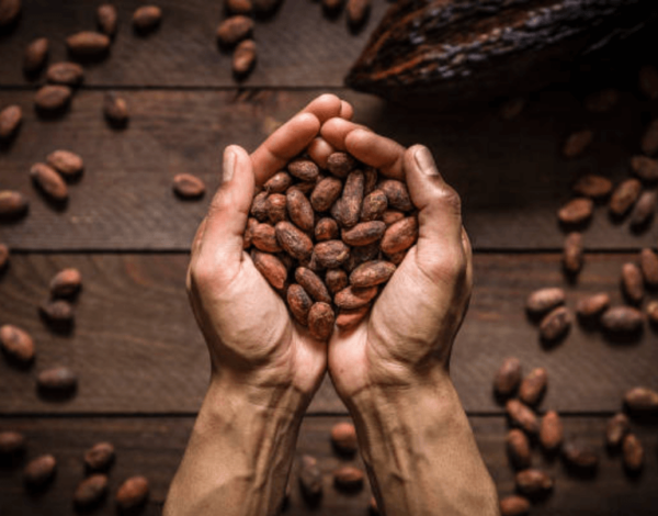 Why Are Organic Cocoa Beans Important?