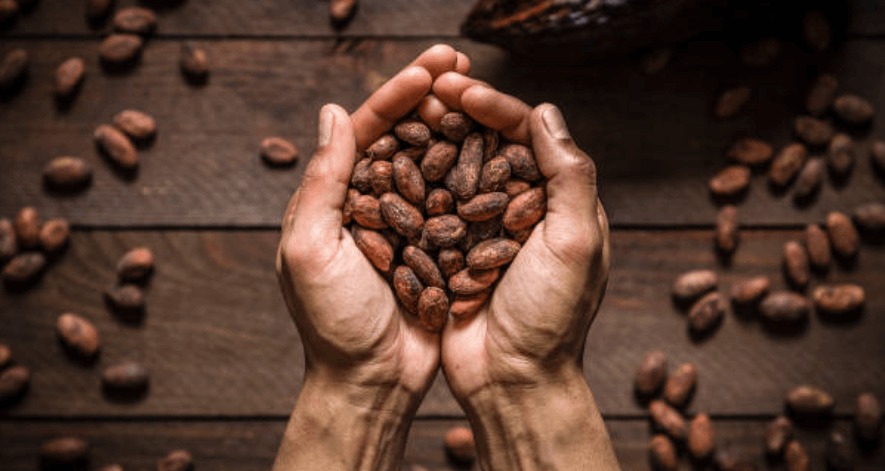 Why Are Organic Cocoa Beans Important?